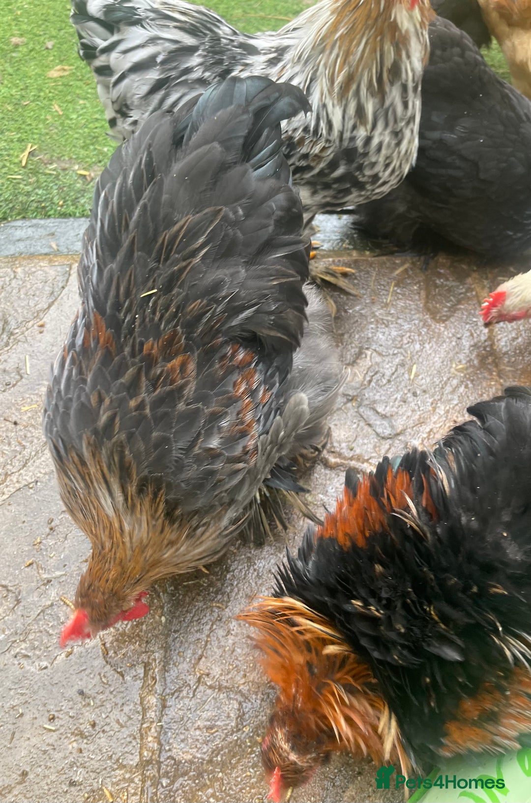 Chickens poultry for sale: Pekin Bantam Hens & Cockerels - Advert 7