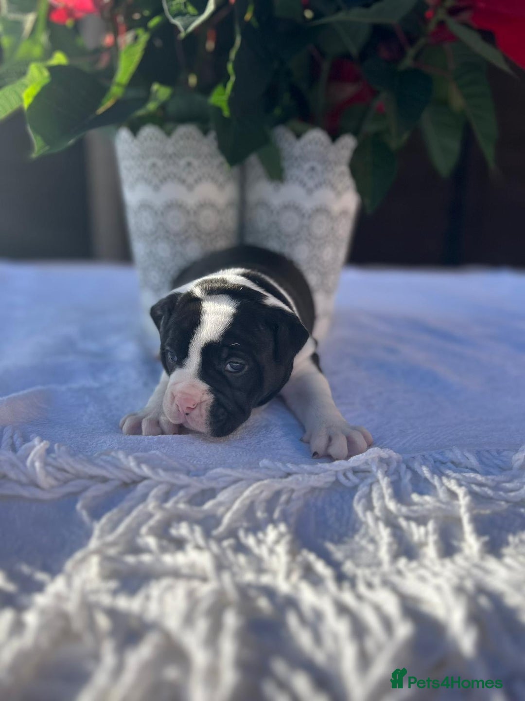 Mixed Breed dogs for sale: Old tyme bulldog x american bulldog puppies - Advert 8