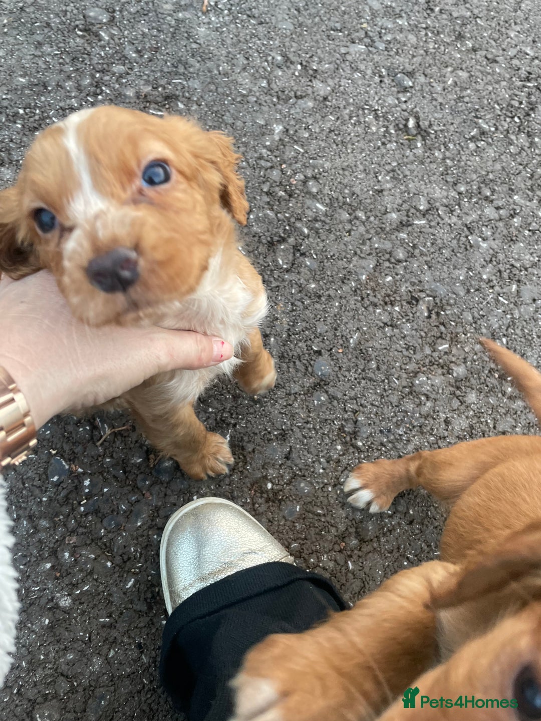 Cocker Spaniel dogs for sale: Cocker spaniel puppies for sale 9 weeks old - Advert 4