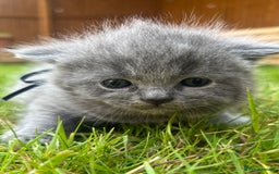 British Shorthair cats for sale: Blue British shorthair  - Image 7