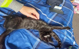 Savannah cats for sale: Playful Savannah F5 Mix Kittens for Loving Homes - Image 16