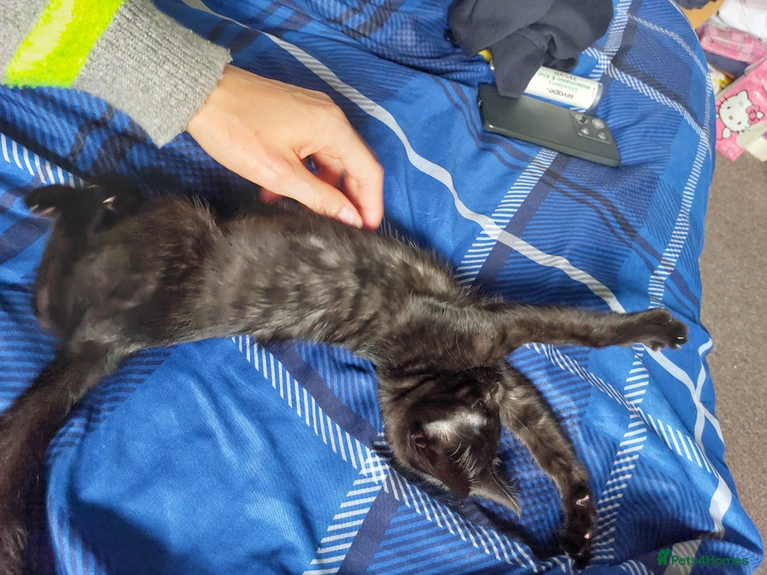 Savannah cats for sale: Playful Savannah F5 Mix Kittens for Loving Homes - Image 16
