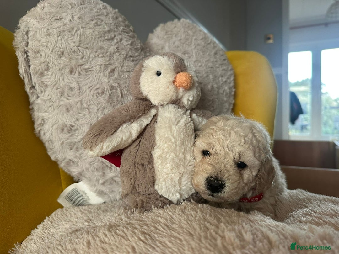 Schnoodle dogs for sale: Schnoodle Puppies - Advert 7