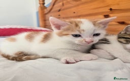 Mixed Breed cats for sale:  Blue eyes Flower pattern mark unique kitten  - Image 8