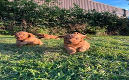 Cockapoo dogs for sale: Deep Fox Red Cockerpoos  - Image 3