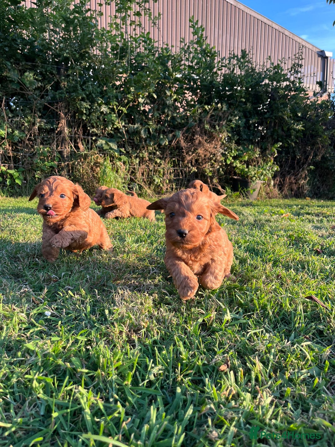 Cockapoo dogs for sale: Deep Fox Red Cockerpoos  - Image 3