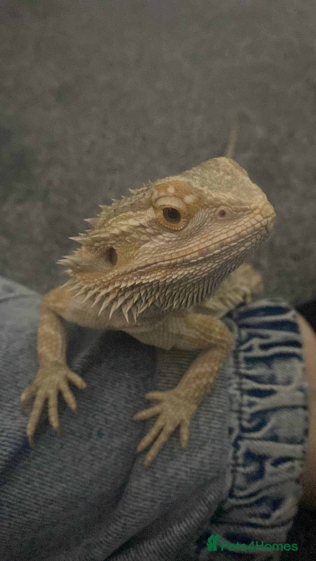 Bearded Dragon reptiles for sale: Bearded dragon  - Image 14