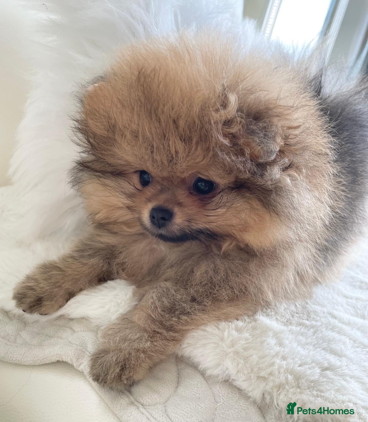 Pomeranian dogs READY NOW SUPER FLUFFY STUNNING KC BOY  - Advert 1