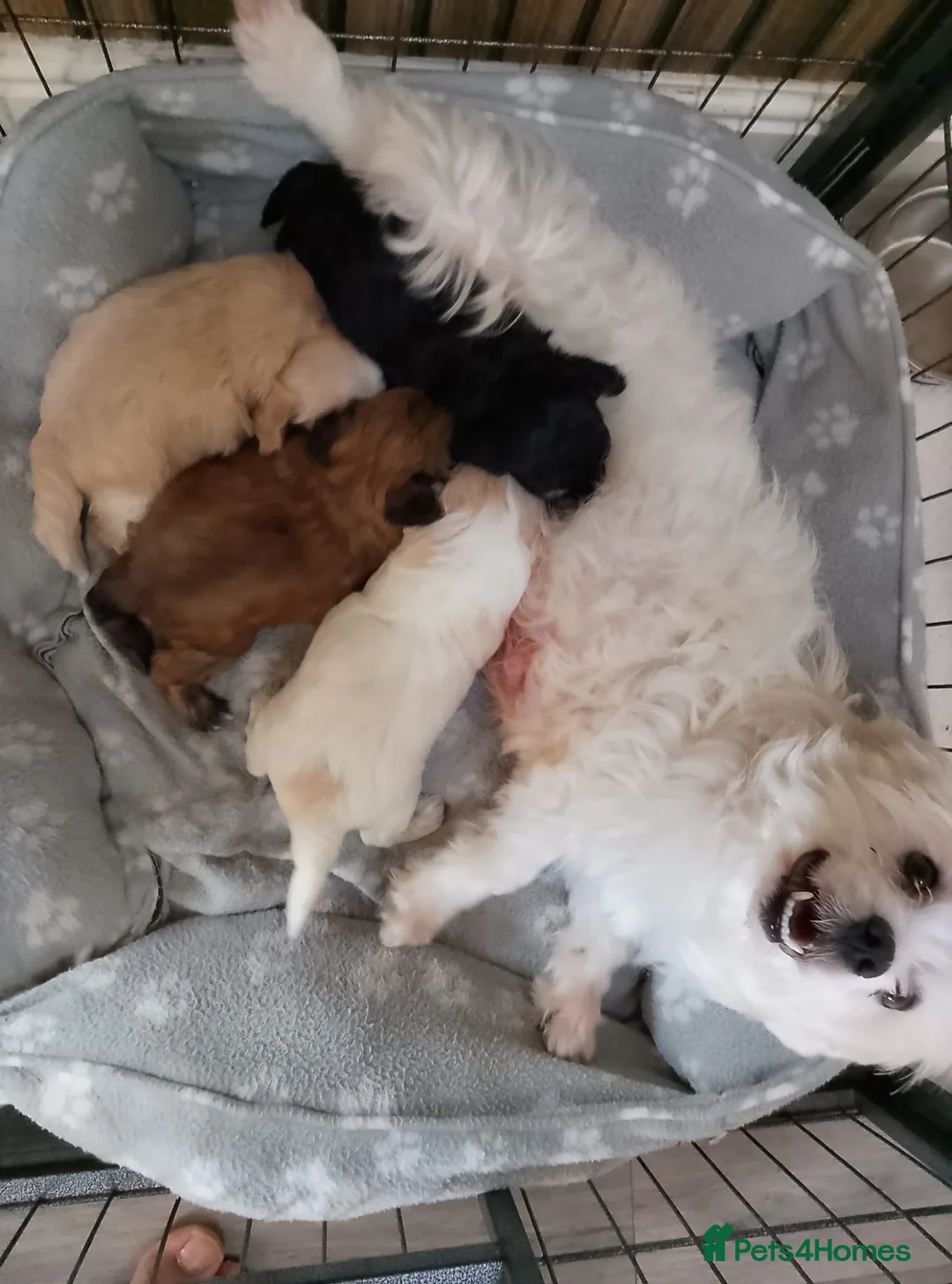 Maltipoo dogs for sale: Maltipoo puppies  in Durham - Advert 2