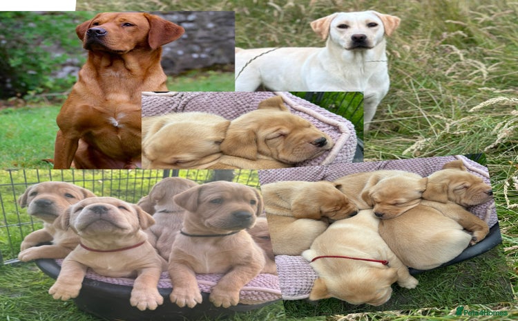 Labrador Retriever dogs - Advert 1