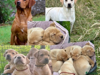 Labrador Retriever dogs - Advert 3