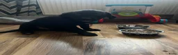 Borador dogs for sale: bordador 10 weeks old - Advert 5
