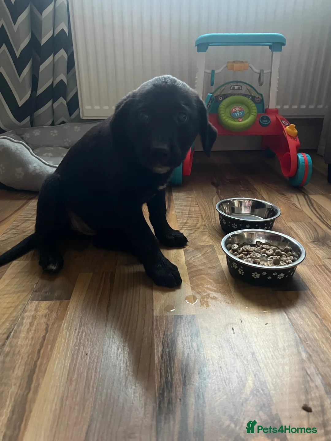 Borador dogs for sale: bordador 10 weeks old - Advert 5