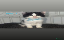 Mixed Breed cats for sale: Semi-longer hair calico  - Image 3