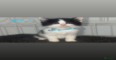 Mixed Breed cats - Advert 5