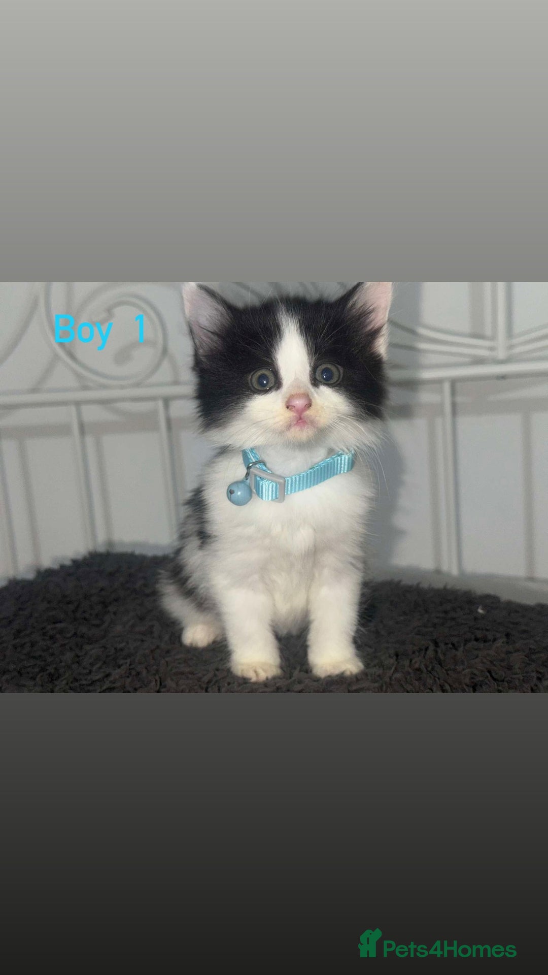 Mixed Breed cats for sale: Semi-longer hair calico  - Image 3