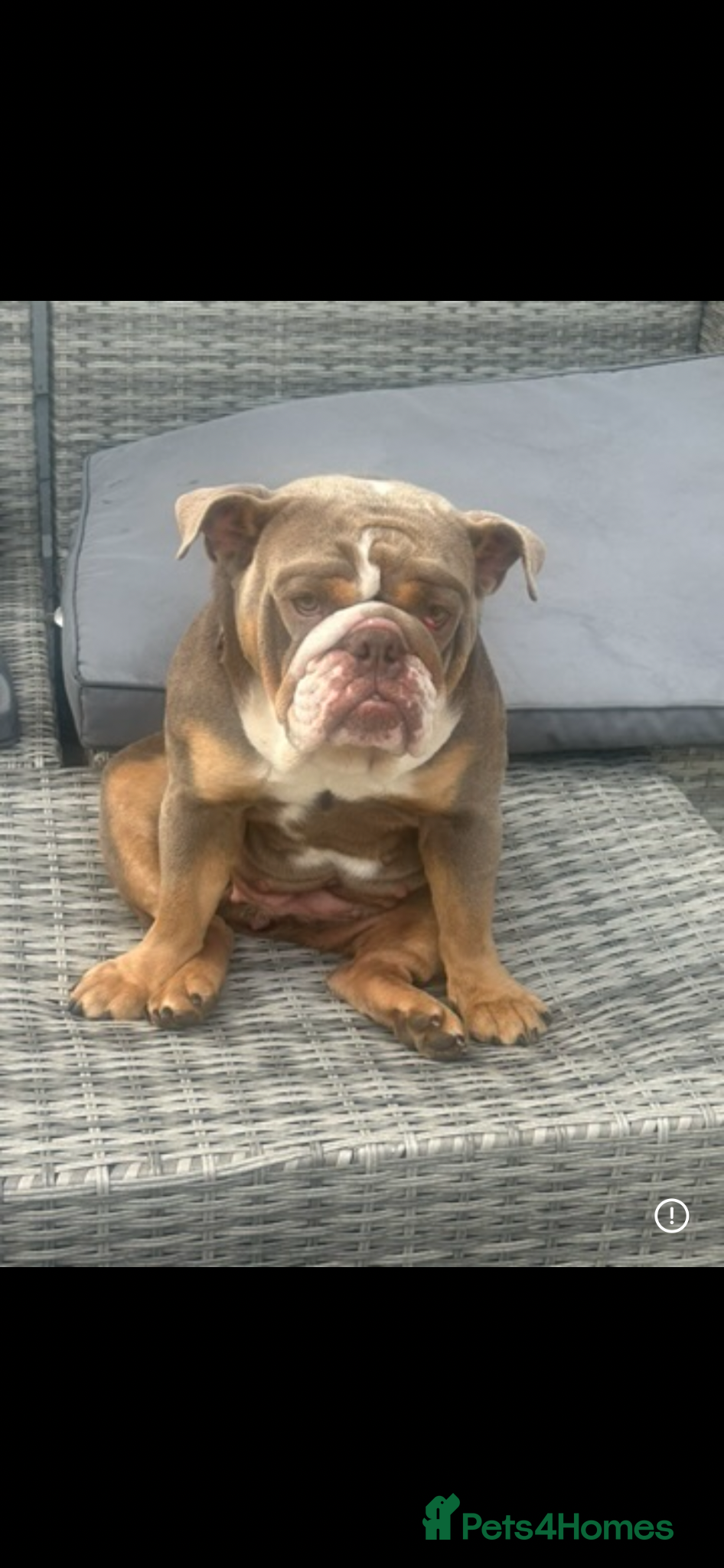 English Bulldog dogs Beautiful Bella  - Advert 4