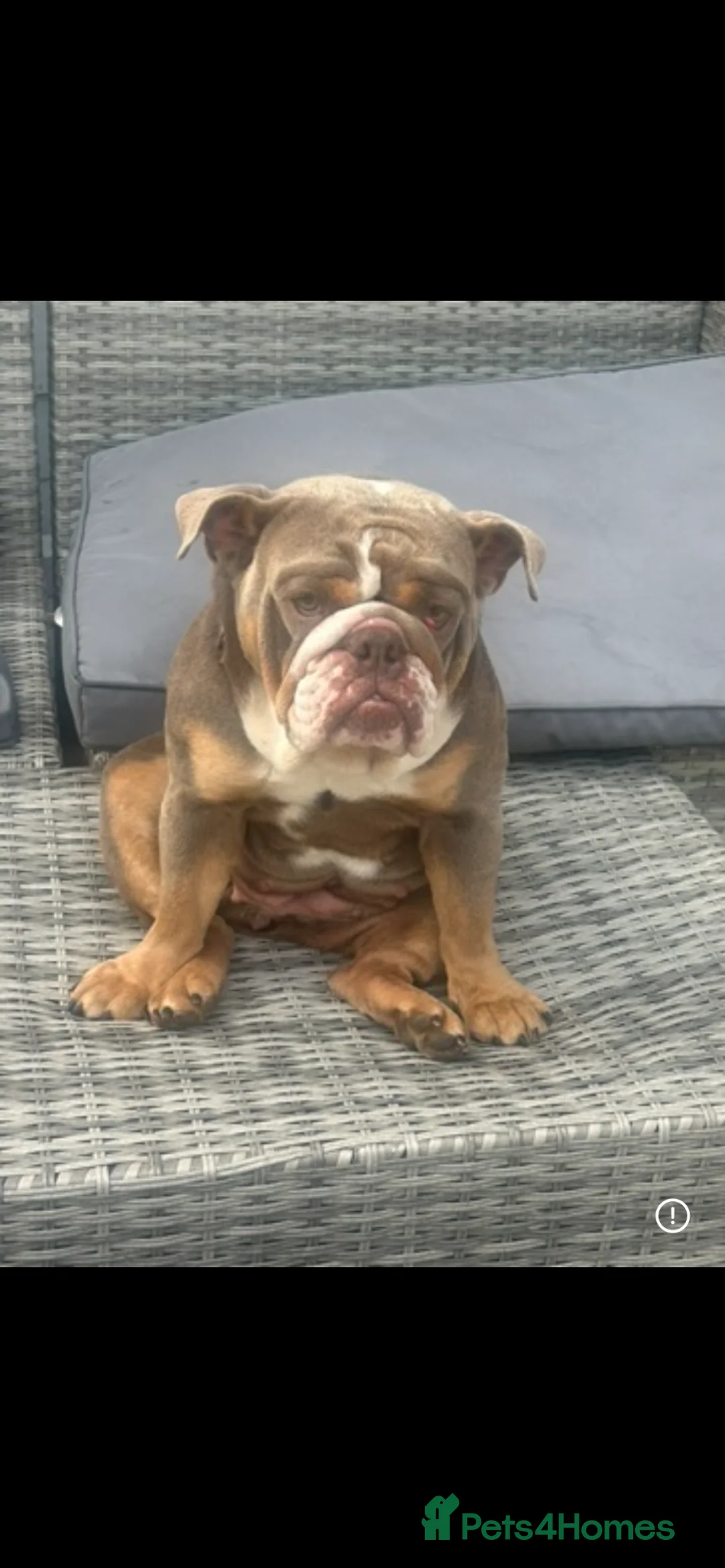 English Bulldog dogs for sale: Beautiful Bella  in Beaminster - Advert 1