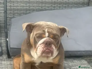 English Bulldog dogs Beautiful Bella - Advert 1