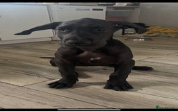 Great Dane dogs for sale: 2 beautiful black Great Danes - Image 9