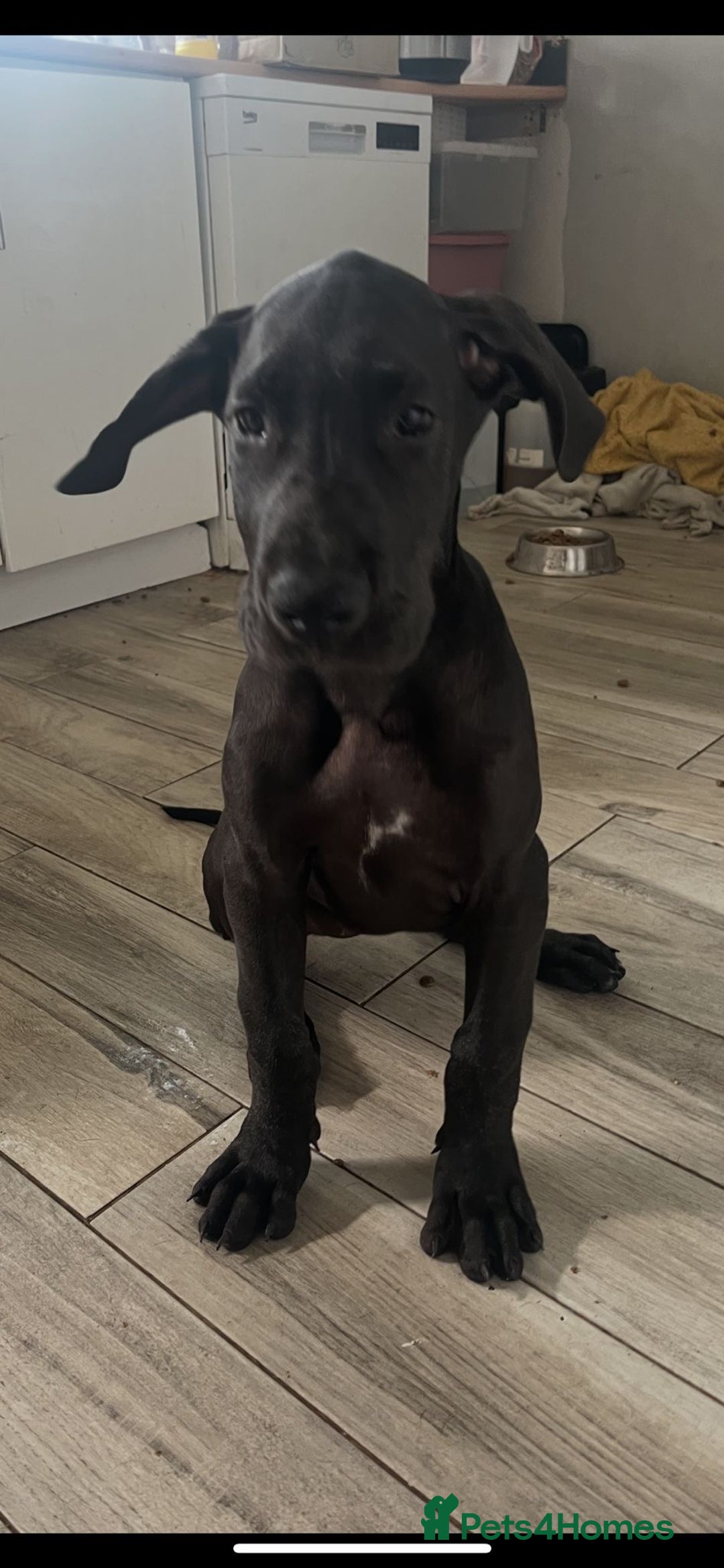 Great Dane dogs for sale: 2 beautiful black Great Danes - Image 9