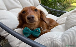 Dachshund dogs for stud: Miniature Red Long Haired Dachshund For Stud  - Image 2
