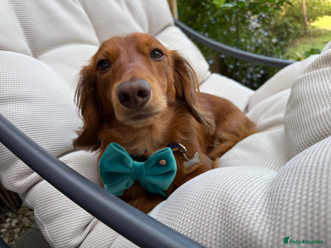 Dachshund dogs for stud: Miniature Red Long Haired Dachshund For Stud  - Image 2