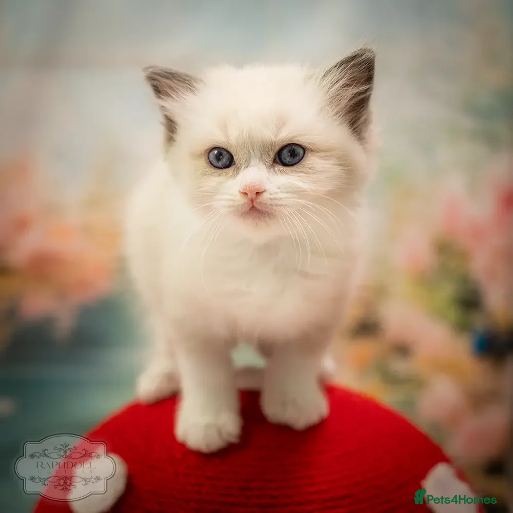 Ragdoll cats Stunning Ragdoll Kitten Boy LSEA 94% Purity! - Advert 2