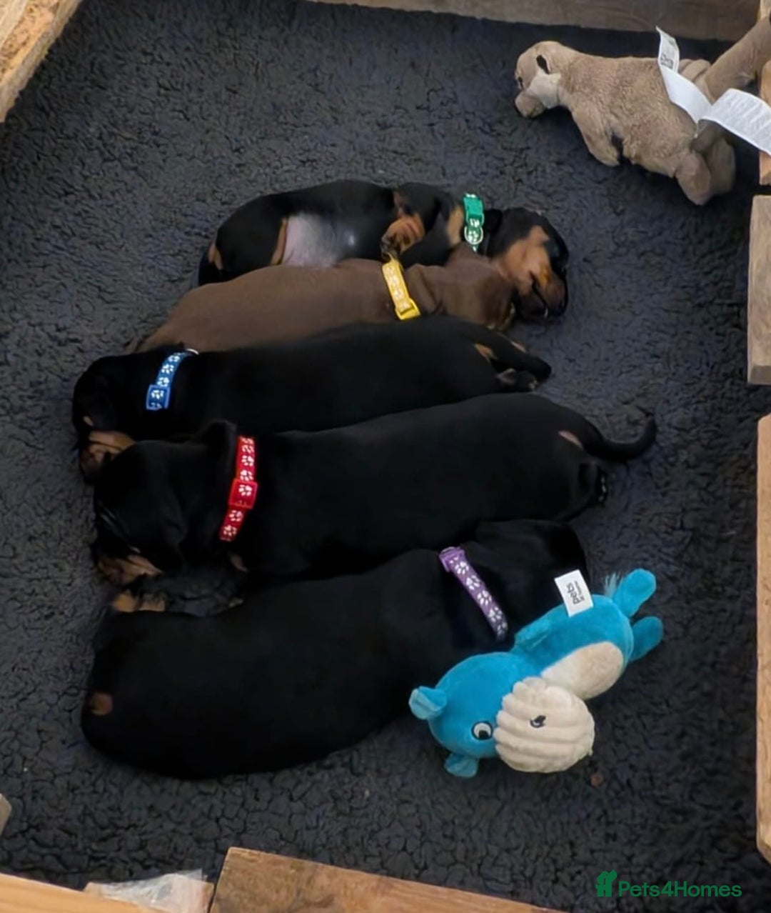 Dachshund dogs for sale: Beautiful Dachshund Puppies – KC Registered Lines - Advert 6