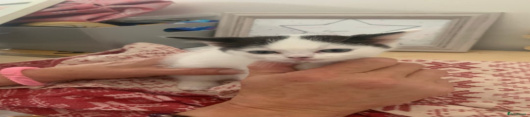 Ragdoll Kitten 3