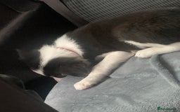 Border Collie dogs for sale: 10 weeks old border collie  - Image 2