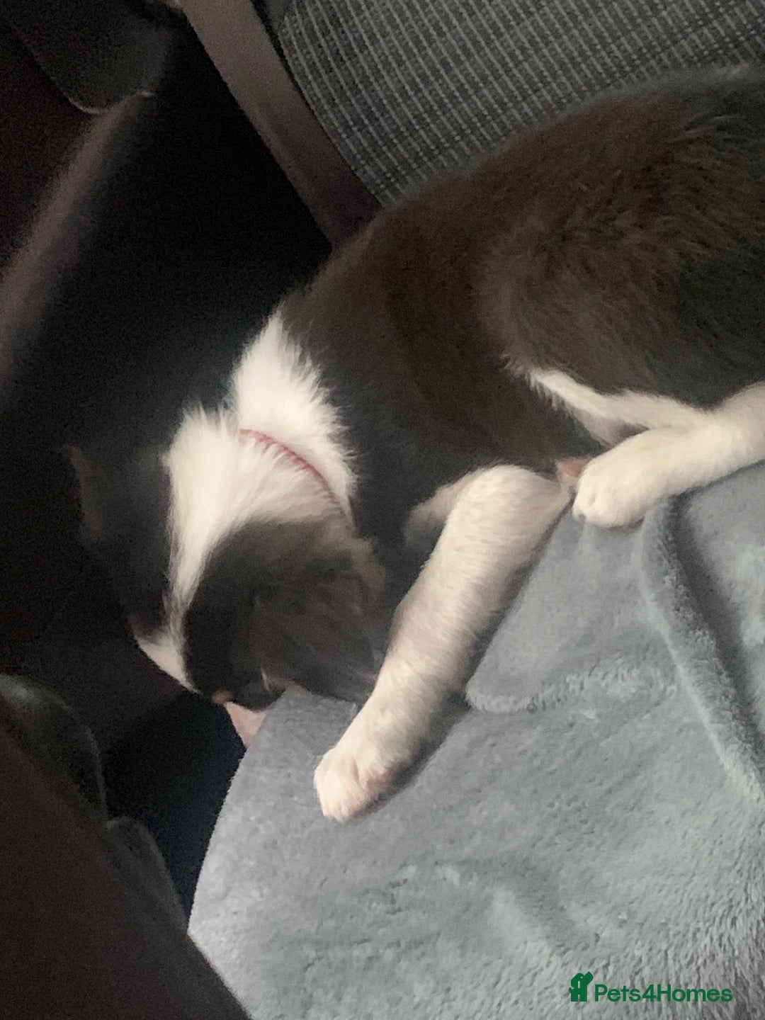 Border Collie dogs for sale: 10 weeks old border collie  - Image 2