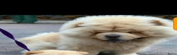 Chow Chow dogs for sale: Chow Chow for sale - Advert 2
