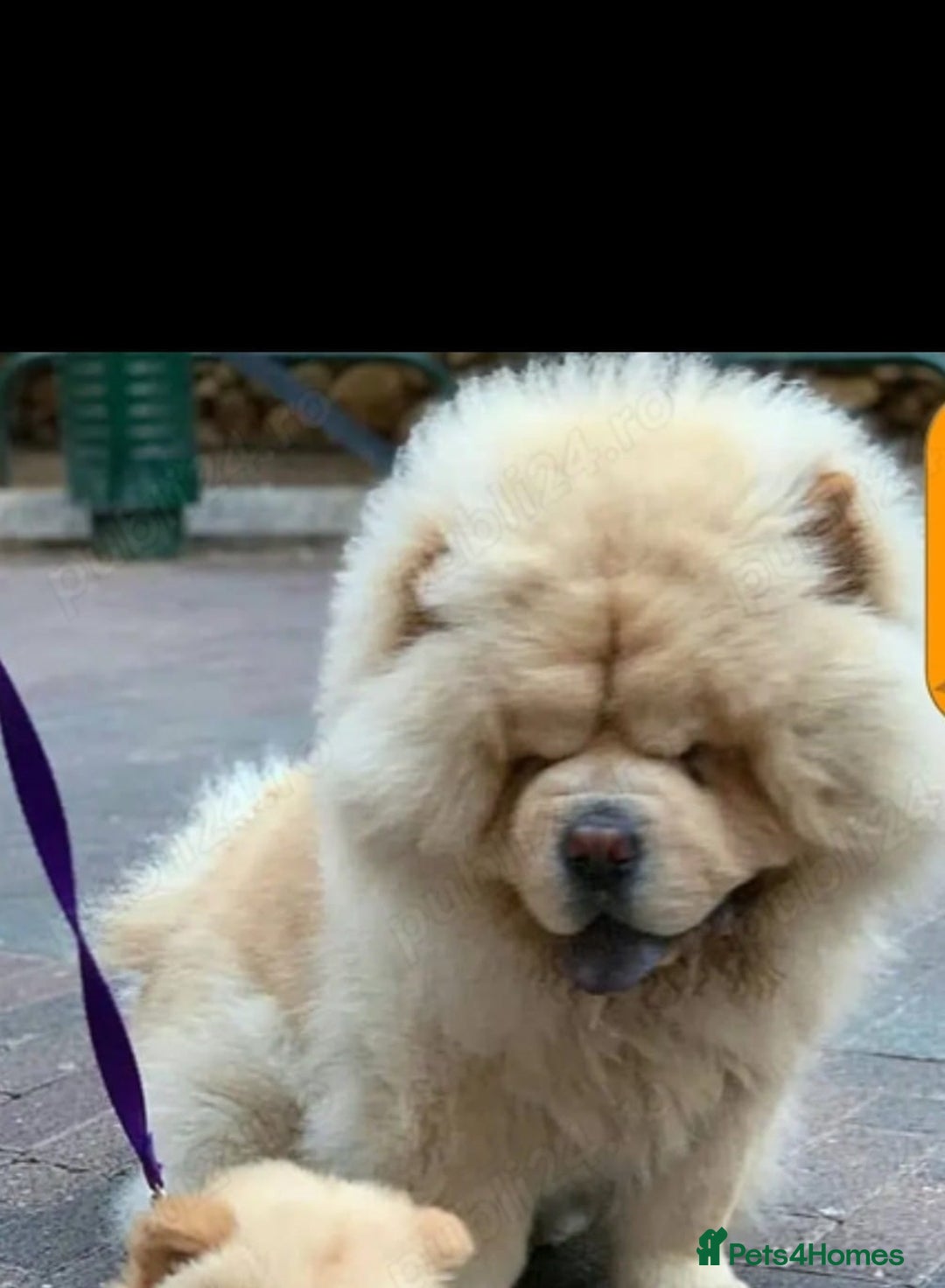Chow Chow dogs for sale: Chow Chow for sale - Advert 2
