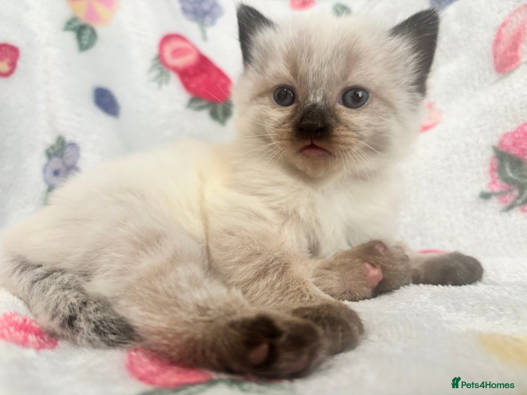 Mixed Breed cats for sale: Gorgeous kitten for sale - Image 2