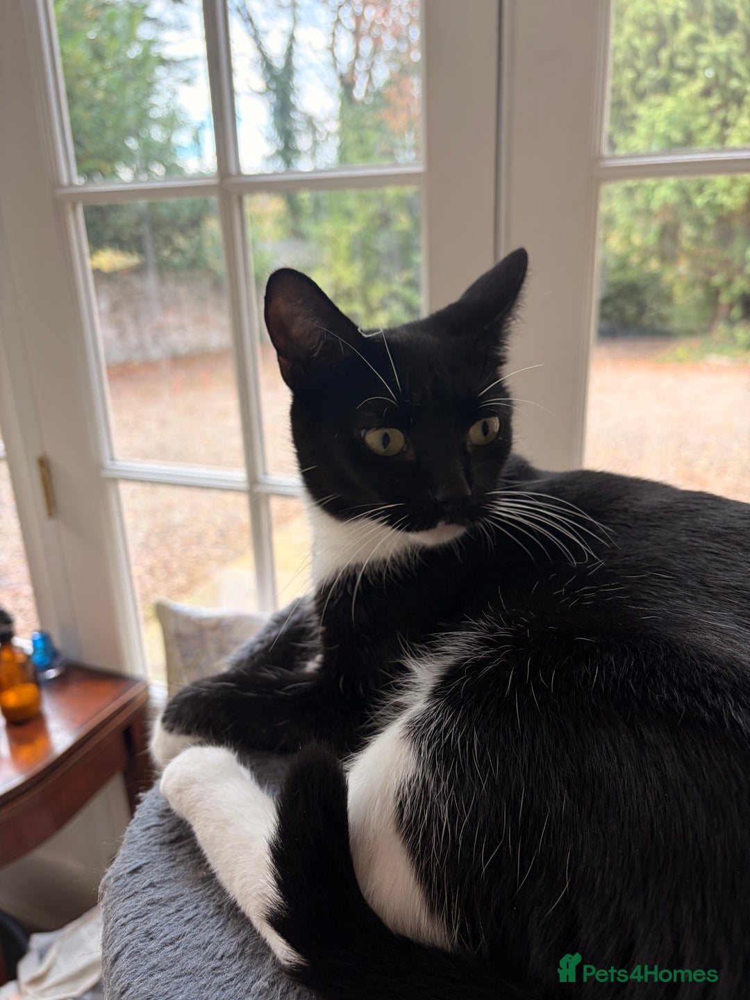 Domestic Shorthair cats for sale: Gorgeous kittens for sale - south of Edinburgh  - Image 18