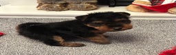 Welsh Terrier dogs for sale: Gorgeous Welshie Puppies - Advert 3
