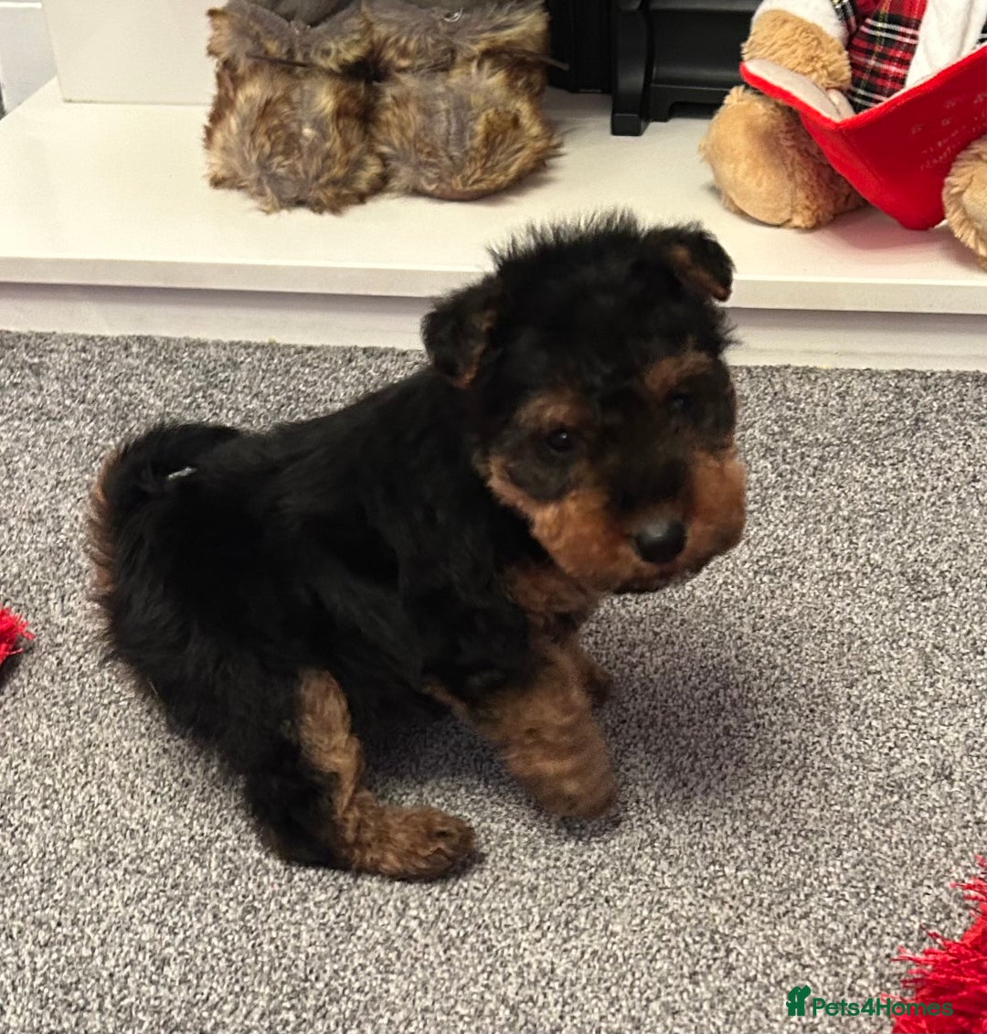 Welsh Terrier dogs for sale: Gorgeous Welshie Puppies - Advert 3
