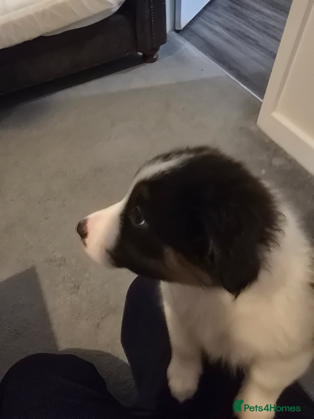 Australian Shepherd dogs for sale: Waiting list open for around **  - Advert 5