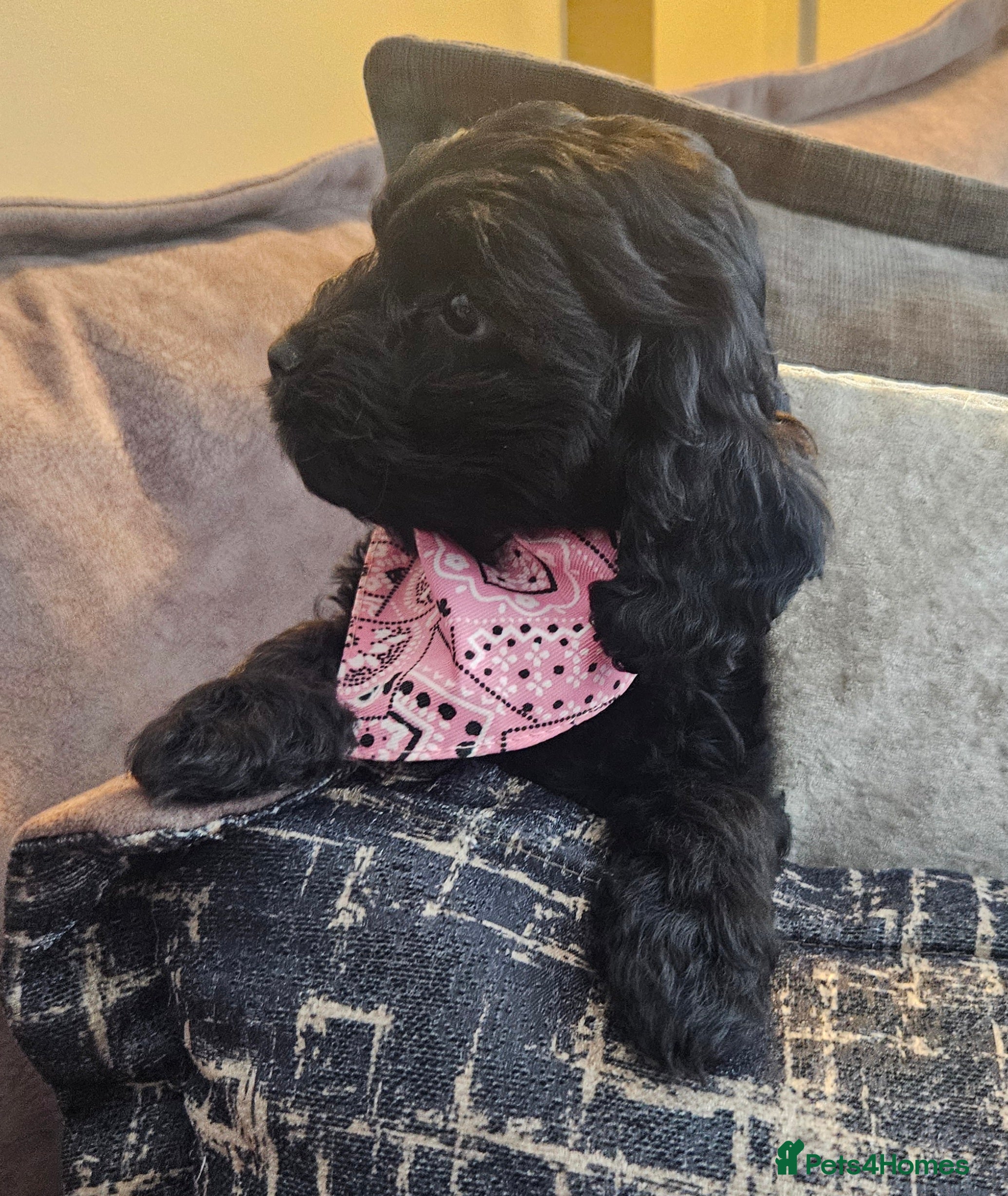 Cockapoo dogs READY NOW! Stunning cockapoo🖤🖤 - Advert 10