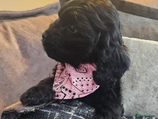 Cockapoo dogs READY NOW! Stunning cockapoo🖤🖤 - Advert 17