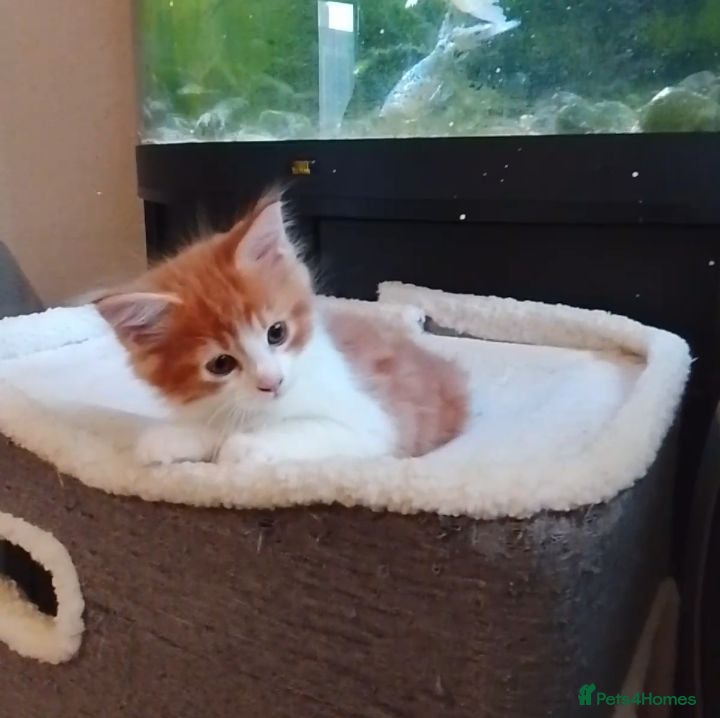 Maine Coon cats 3/4 Maine coon kittens  - Advert 11