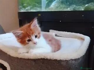 Maine Coon cats 3/4 Maine coon kittens ready to leave - Advert 7