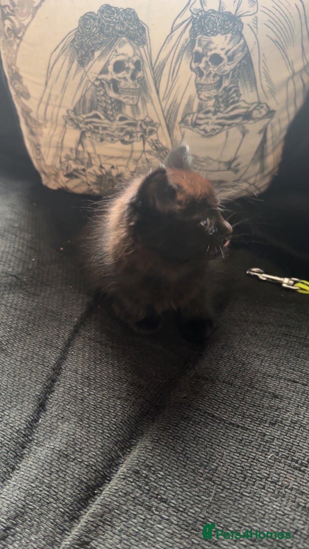 Mixed Breed cats for sale: 3 Kittens for sale  - Image 9