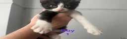 Domestic Shorthair cats for sale: Four beautiful 8 week old kittens for sale - Advert 11
