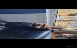 Miniature Dachshund dogs for sale: Minature dashound  - Image 3