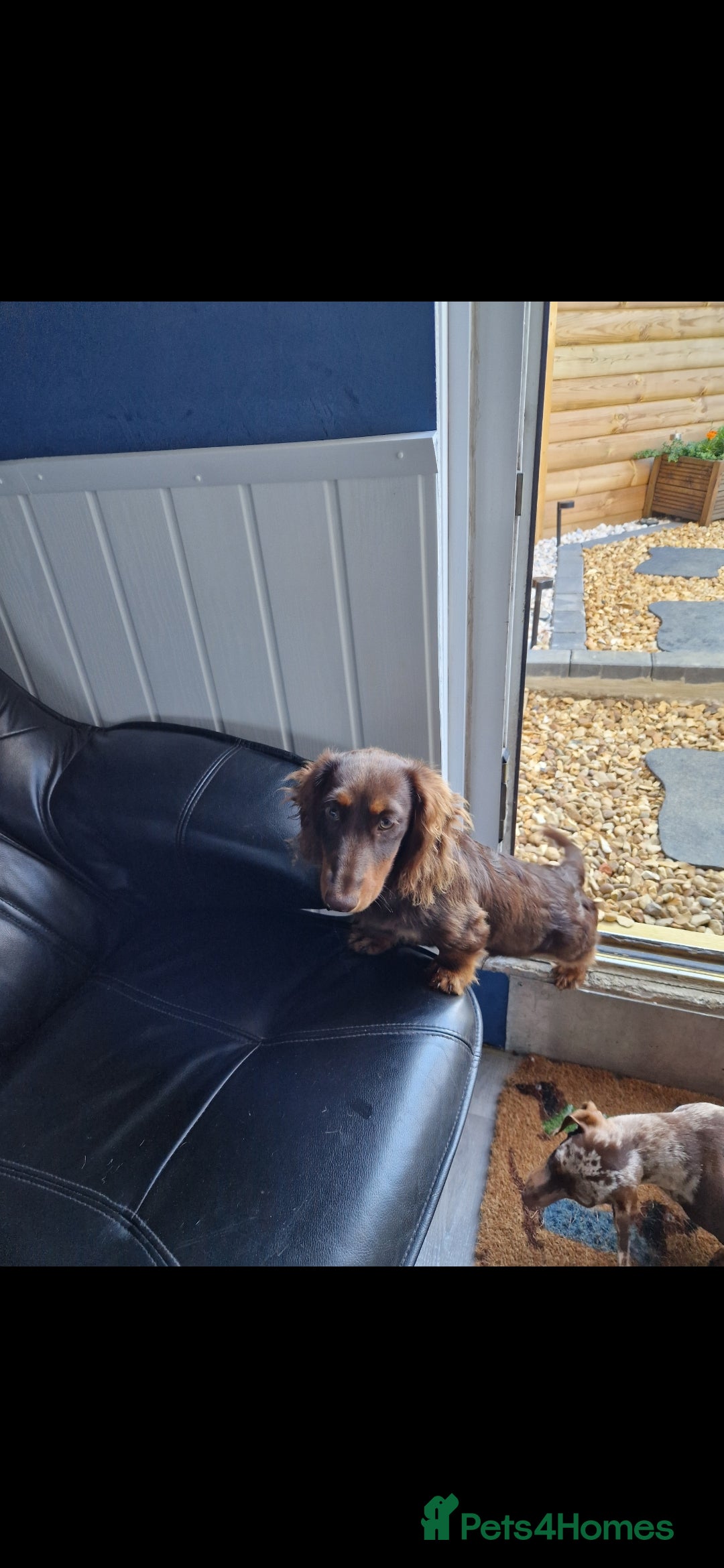 Miniature Dachshund dogs for sale: Minature dashound  - Image 3