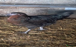 Chickens poultry for sale: Hybrid pullets available  - Image 9