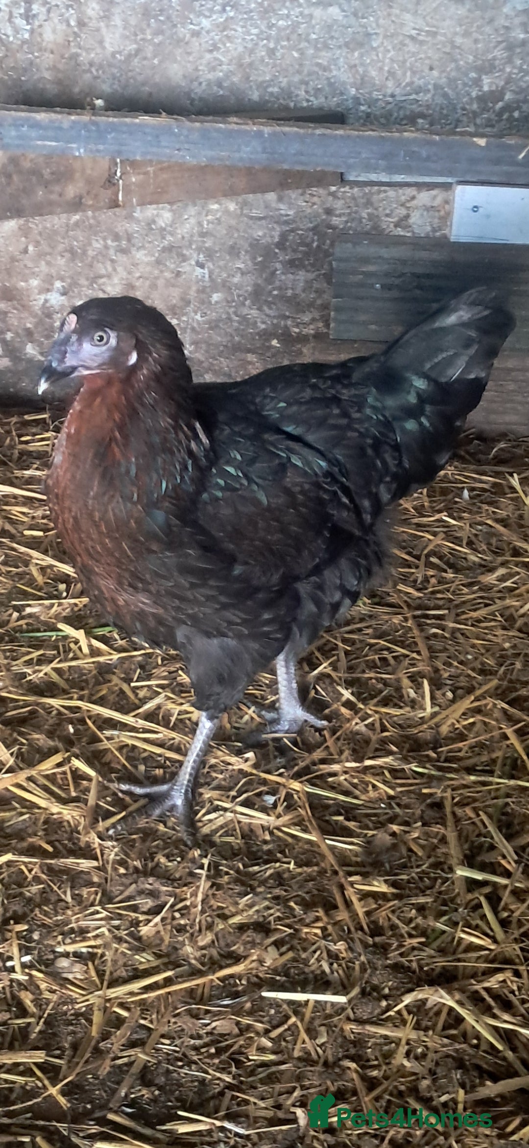 Chickens poultry for sale: Hybrid pullets available  - Image 9