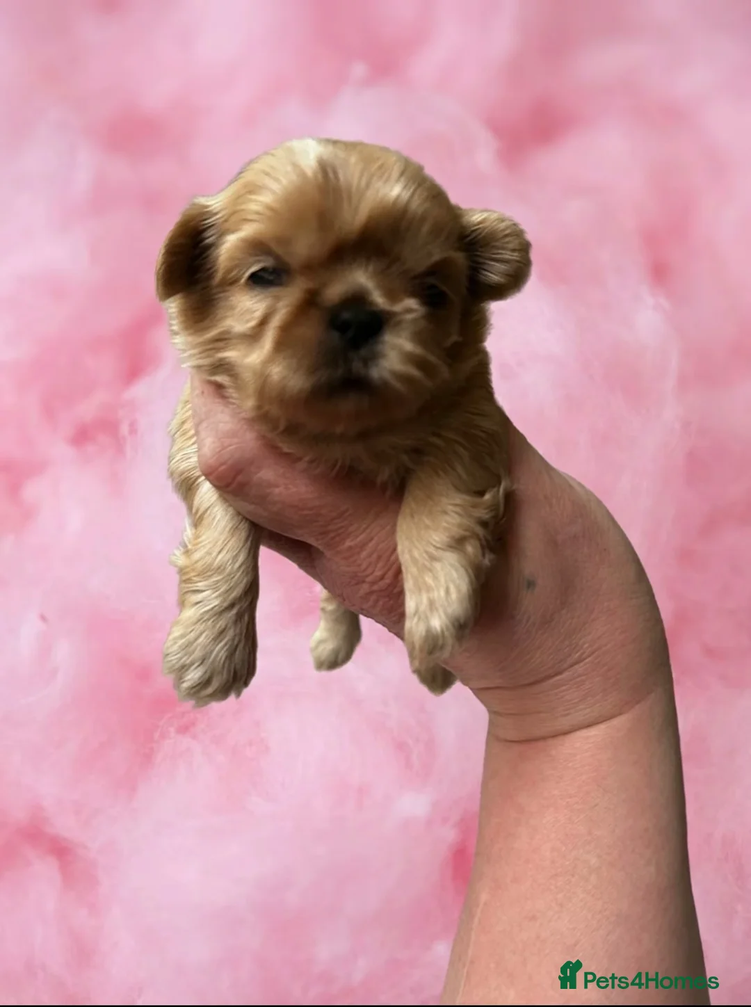 Shih Tzu dogs for sale: ❤️ tiny imperial girl left ! - Advert 2